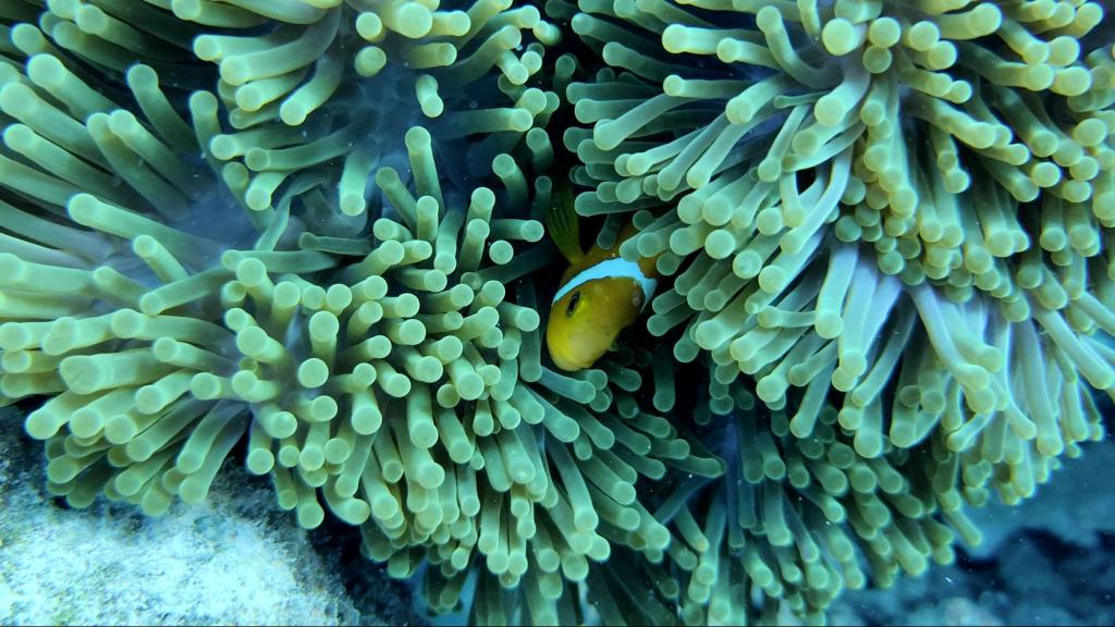 Malé: 3 Hour Snorkeling Safari – Explore Kurumba Reef & Fishtank Adventure Image