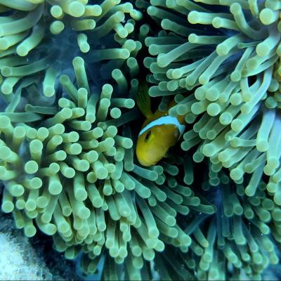 Malé: 3 Hour Snorkeling Safari – Explore Kurumba Reef & Fishtank Adventure Image