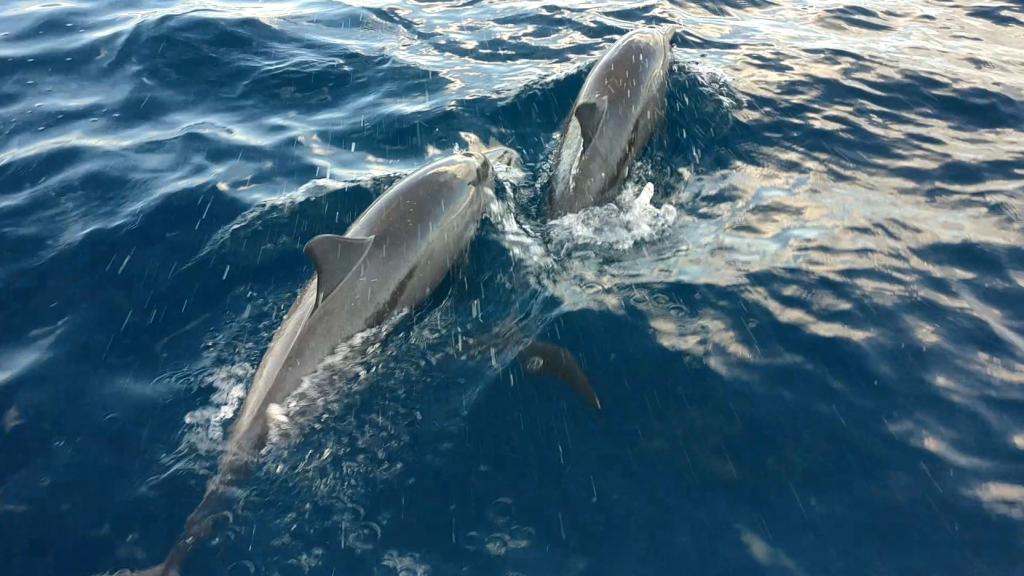 Malé: 3 Hour Sunset & Dolphins: An Unforgettable Cruise Experience! Image