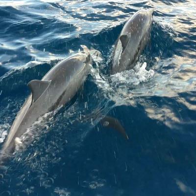 Malé: 3 Hour Sunset & Dolphins: An Unforgettable Cruise Experience! Image