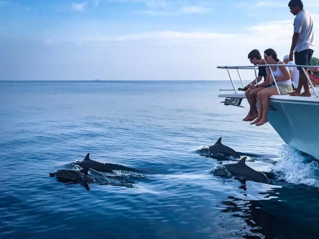 Half Day – Nemos & Turtles