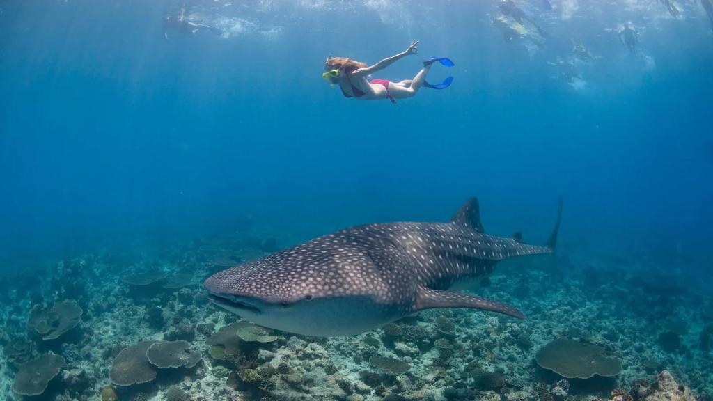 Whale Shark Expedition – Swim with the Gentle Giants
